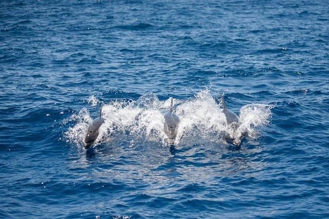 Whale and Dolphin Watching Yacht Trip in Puerto Colon - Meeting and Pickup Details