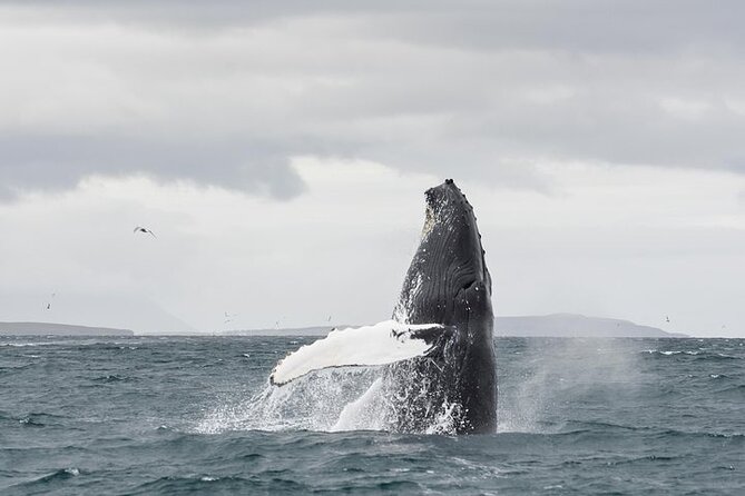 Whale Watching From Downtown Akureyri - Best Time for Whale Watching