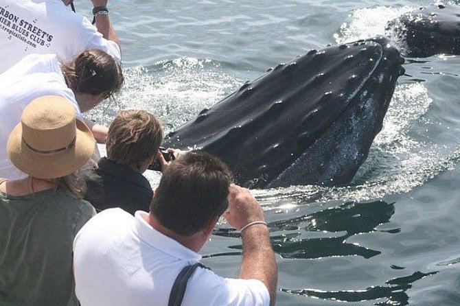 Whale Watching Tour in Gloucester