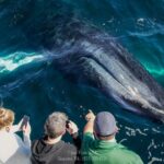 Whale Watching Trips to Stellwagen Bank Marine Sanctuary. Guaranteed Sightings! - Trip Details