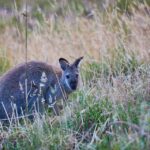 Wildlife Wonders: Great Ocean Road Dawn Discovery Tour - Tour Details