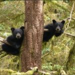 Wrangell: Anan Bear and Wildlife Viewing Adventure - Pricing and Duration