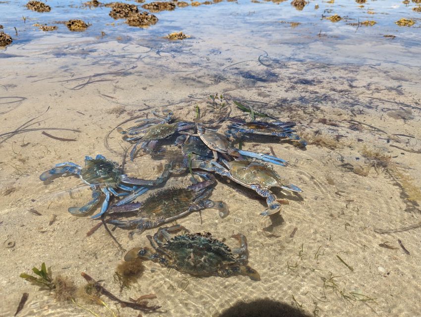 Yorke Peninsula: Catch N Cook Blue Swimmer Crab Experience - Experience Details