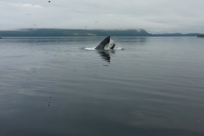 3.5 Hour Crowd-Skipping Whale Tour in Juneau Alaska - Meeting and Pickup Information