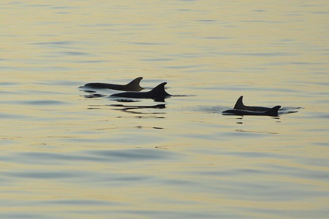 3-Hour Sunset Dolphin Spotting and Dinner in Medulin Archipelago - Meeting Point and Pickup