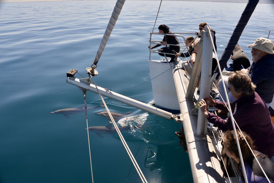 Adelaide: 3.5-Hour Guaranteed Wild Dolphin Watching Cruise - Cruise Through the Gulf Waters