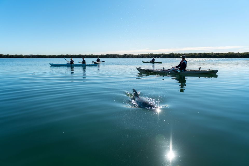 Adelaide: Dolphin Sanctuary Eco Kayaking Tour - Activity Description