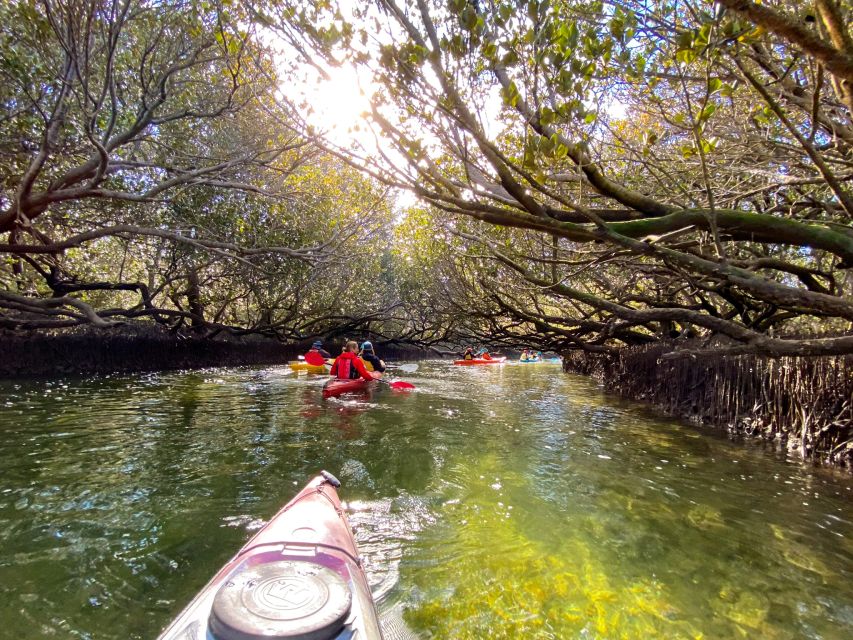 Adelaide: Dolphin Sanctuary Mangroves Kayak Tour - Highlights