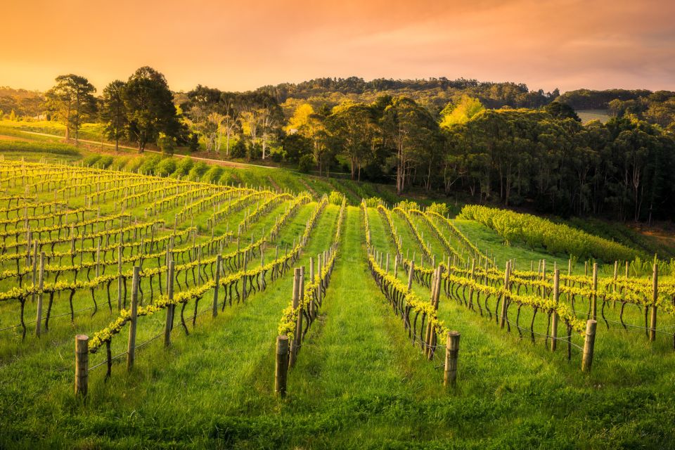 Barossa: Small Group Guided Wine Tour - Booking Information