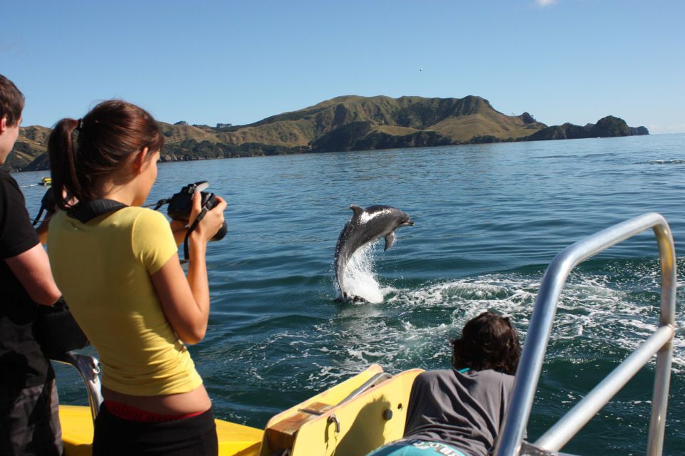 Bay of Islands: Bay Discovery Cruise With Island Stop-Over - Pricing and Duration