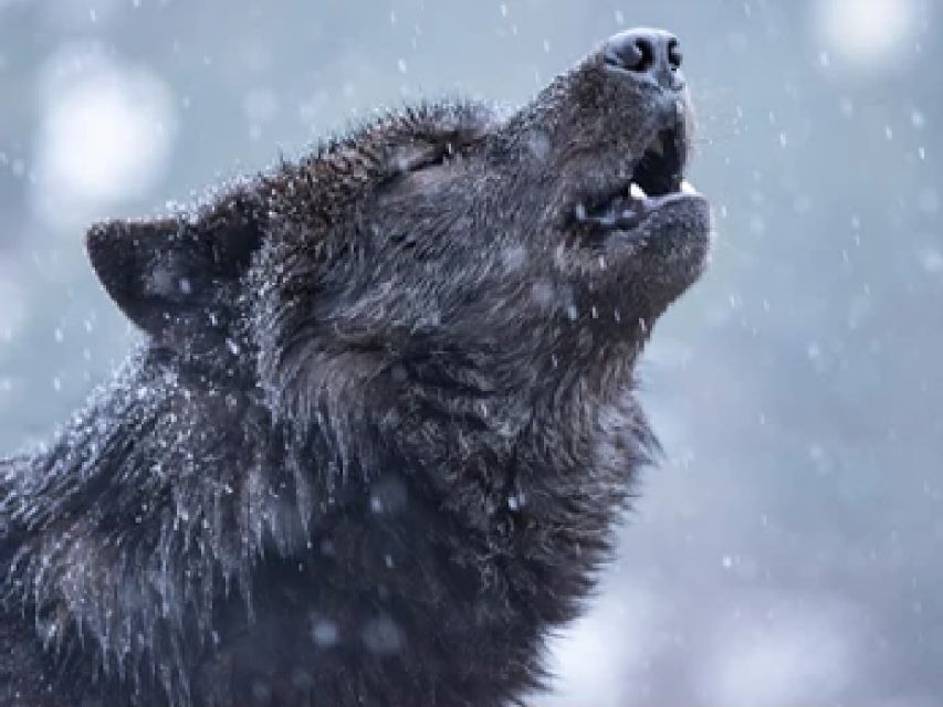 Bozeman: Yellowstone Wolves and Winter 4Day/3Night Adventure - Tour Highlights