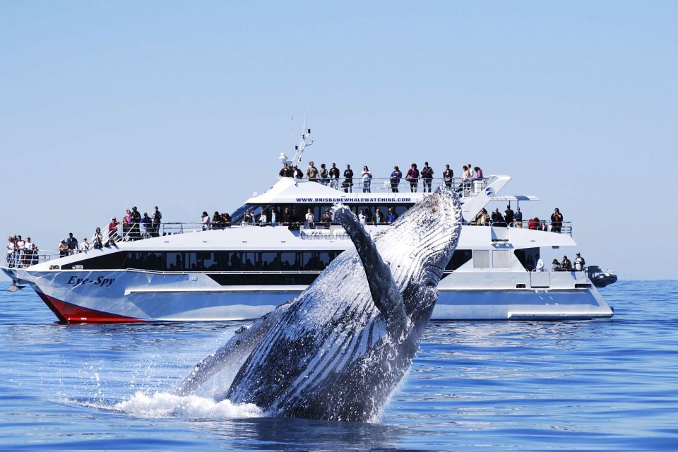 Brisbane: Whale Watching Cruise With Lunch - Features and Information