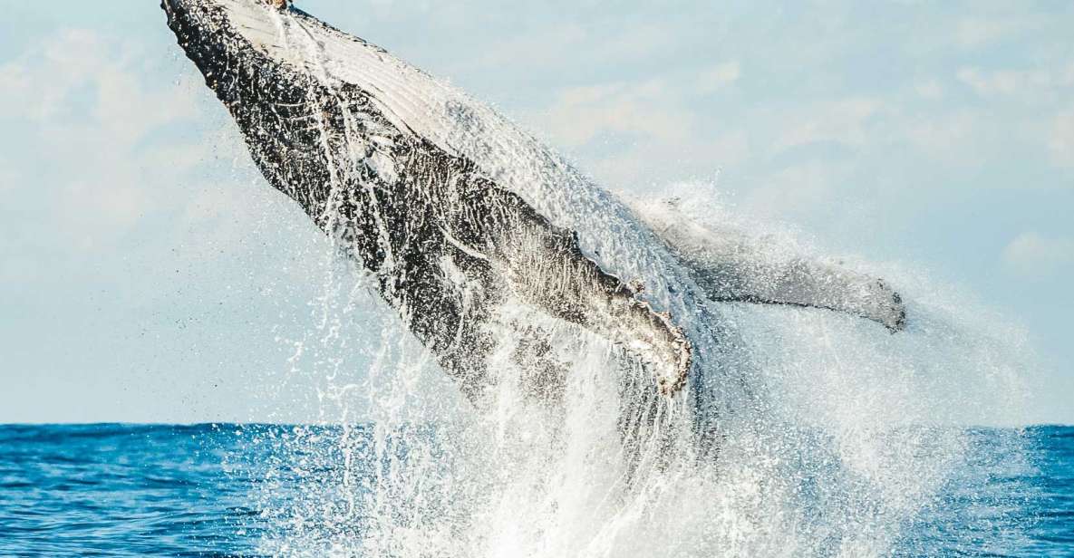 Byron Bay: Whale Watching Cruise With a Marine Biologist - Booking Information
