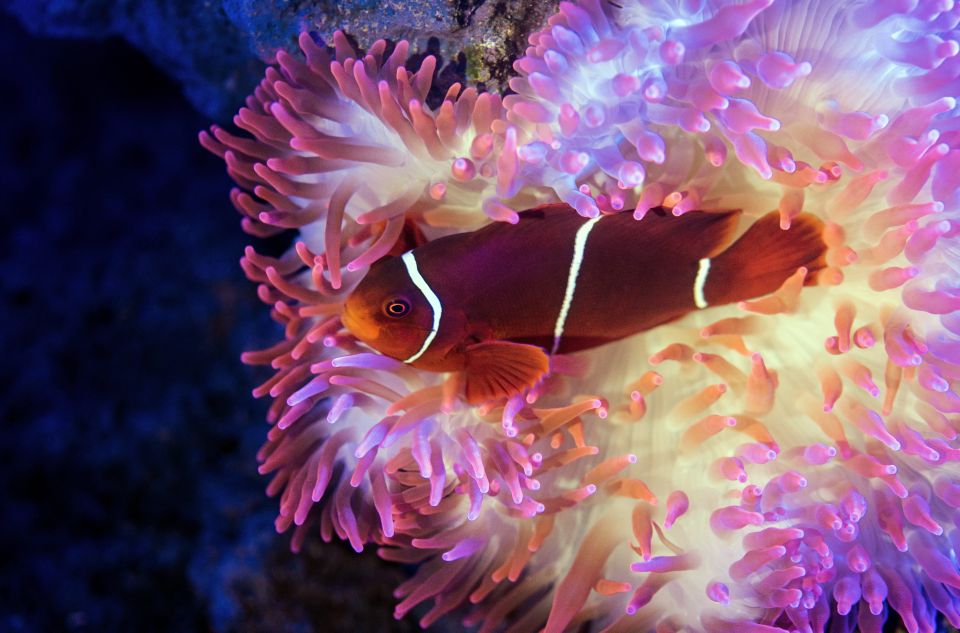 Cairns: Guided Twilight Tour of the Aquarium - Pricing and Duration