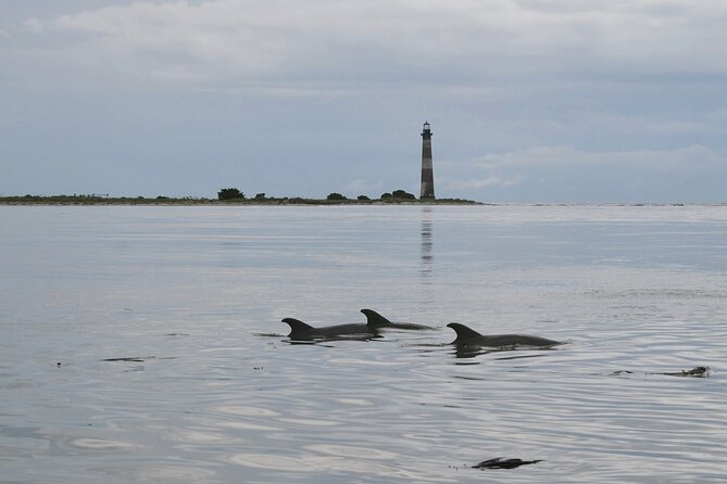 Charleston Marsh Eco Boat Cruise With Stop at Morris Island Lighthouse - Wildlife Encounters