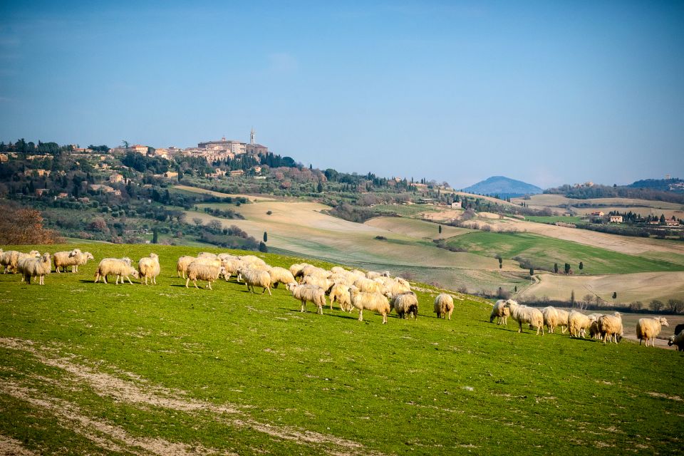 Colle Val Delsa and Volterra Full-Day Tour - Language Options and Pickup Details
