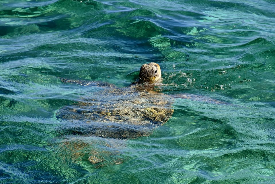 Coral Bay: Ningaloo Reef 3-Hour Turtle Ecotour - Reservation Information