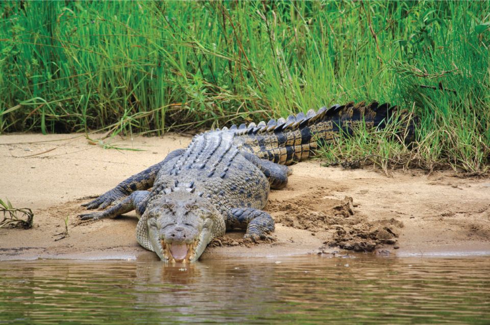 Daintree Rainforest: Crocodile & Wildlife River Cruises - Experience Highlights