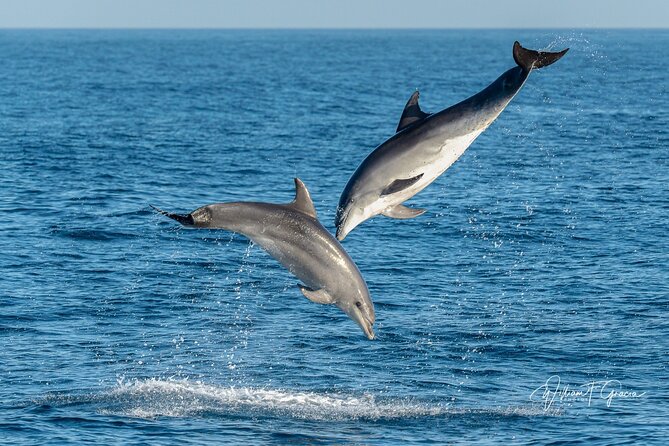 Dolphin Watching Excursion in Gibraltar - Cancellation Policy Details