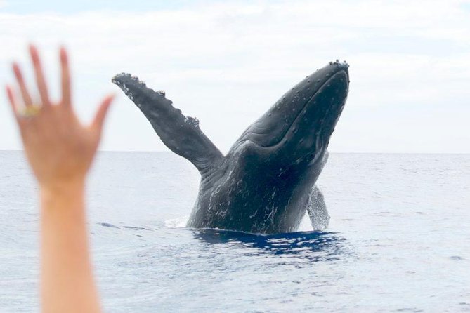 Eye-Level Whale Watching Eco-Raft Tour From Lahaina, Maui - Cancellation Policy Details