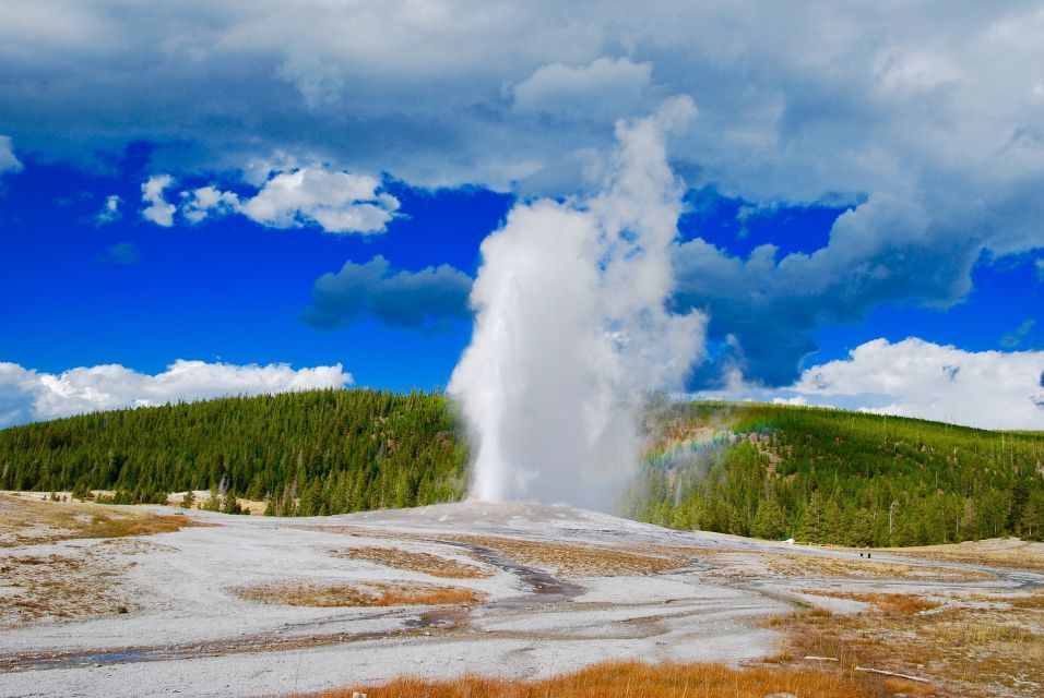 From Jackson: Yellowstone National Park Day Trip With Lunch - Activity Description