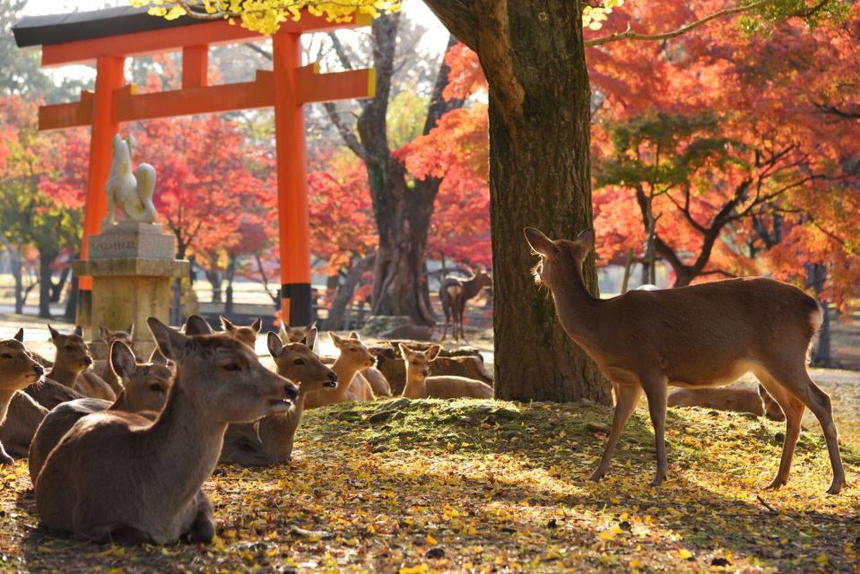 From Kyoto: Kyoto and Nara Golden Route Full-Day Bus Tour - Itinerary and Highlights