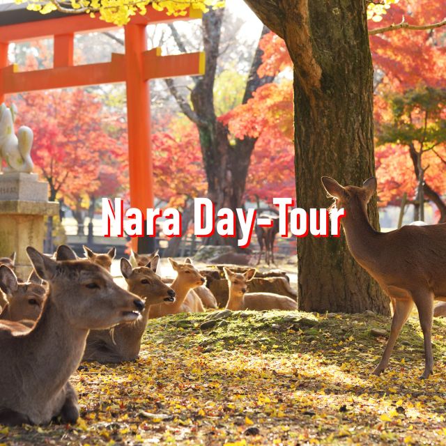 From Osaka: 10-hour Private Customized Tour to Nara - Exploring Nara Park and Todaiji Temple