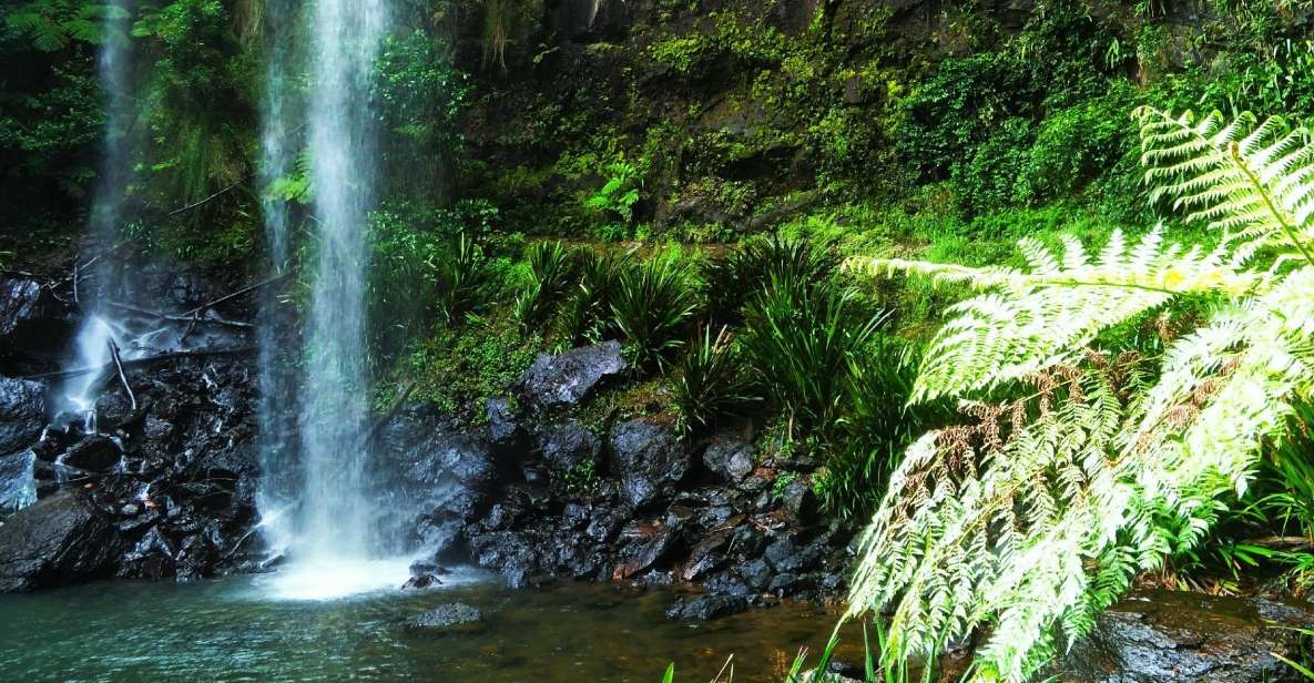 Gold Coast: Kangaroos, Rainforest & Waterfalls Experience - Experience