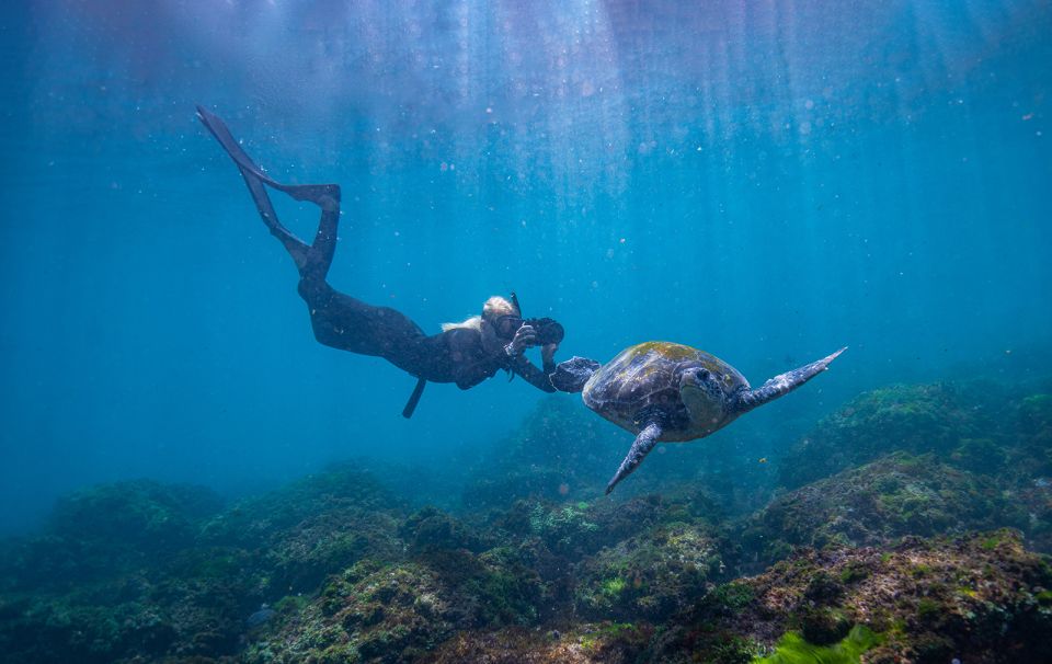 Gold Coast: Snorkeling With Turtles Half-Day Tour - Itinerary