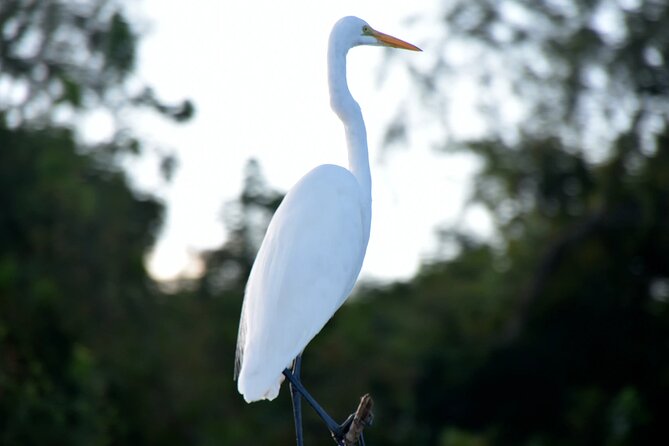 Guided Boat Tour of New Orleans Bayou and Wildlife - Wildlife Encounters