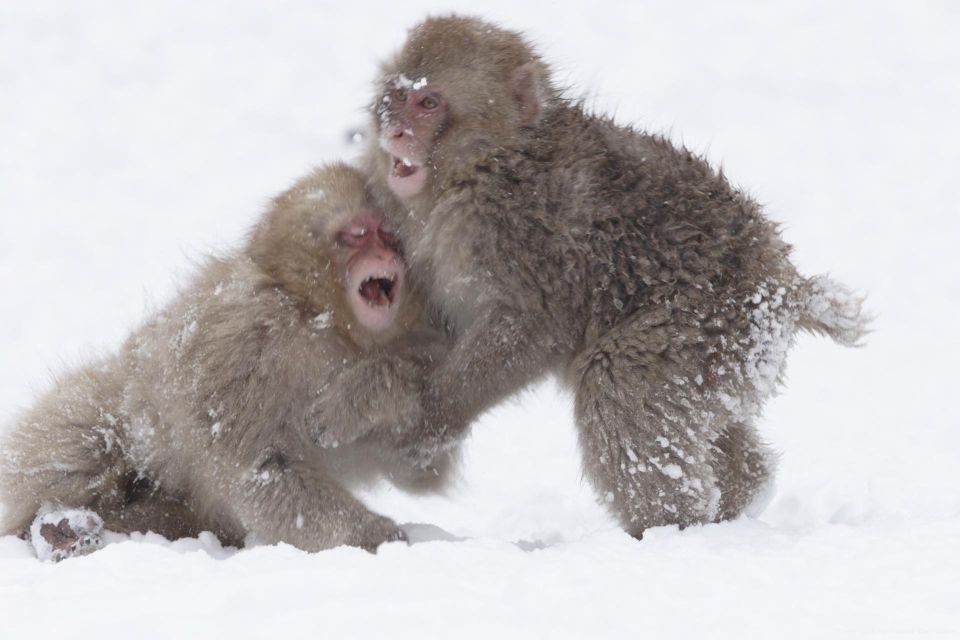 Habuka : Private 1-Way Transfers To/From Snow Monkey Park - Pricing and Inclusions