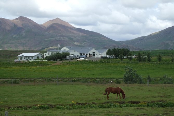 Icelandic Horseback Riding Tour Including Pick up From Reykjavik - Safety and Regulations Information