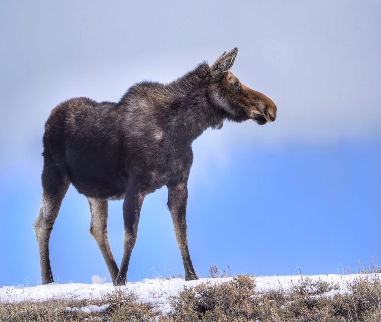 Jackson: Grand Teton, Bighorn Sheep, and Petroglyphs Tour - Tour Highlights and Inclusions