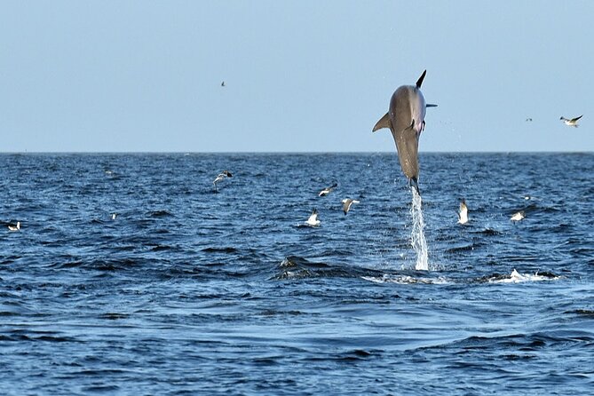 Jekyll Island Dolphin Tours - Booking Information