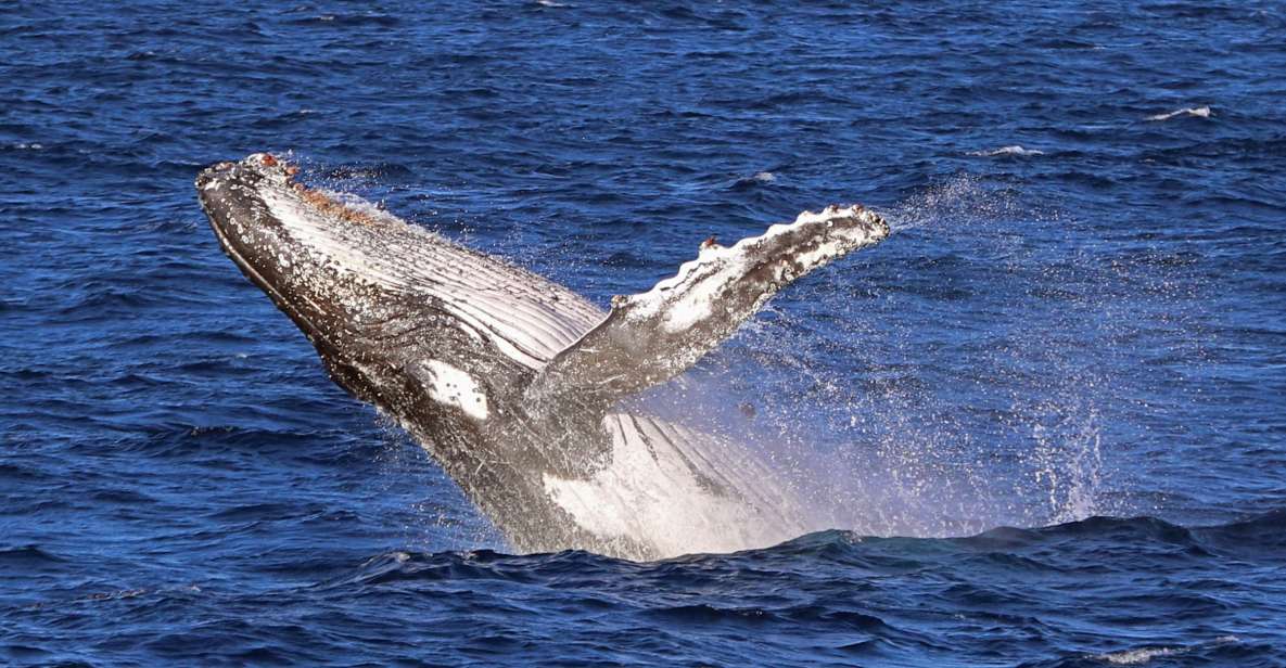 Jervis Bay: 2-Hour Whale Watching Cruise - Experience Description