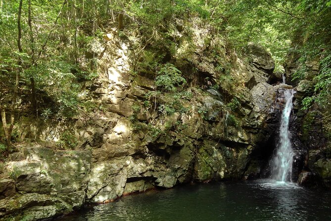 Jungle River Trek: Private Tour in Yanbaru, North Okinawa - Activity Information