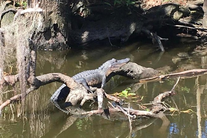 Large Airboat Swamp Tour With Transportation From New Orleans - Key Points