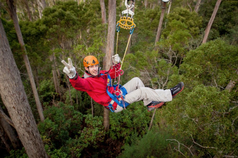 Launceston: Hollybank Forest Treetop Zip Lining With Guide - Pricing and Duration