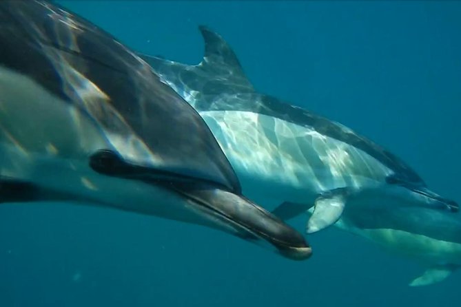 Lisbon Dolphin Watching With a Marine Biologist in a Small Group - What To Expect