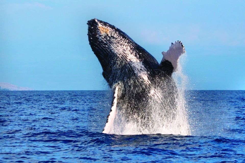 Maalaea: Small Group 2-Hour Whale Watch Experience - Experience Highlights