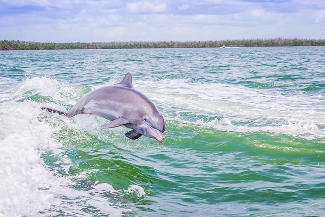 Marco Island Dolphin Sightseeing Tour - Reviews