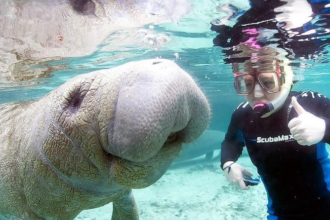Most Popular 3hr Manatee Swim Tour + In-Water Guide! - Whats Included