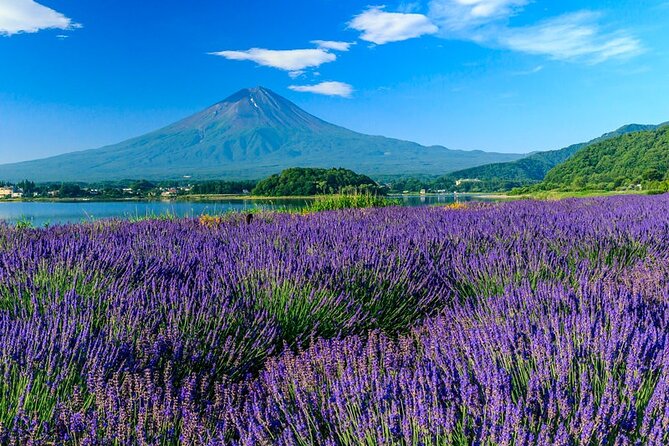 Mt. Fuji Five Lakes Area Private Tour With Licensed Guide(Kawaguchiko Area Dep) - Inclusions