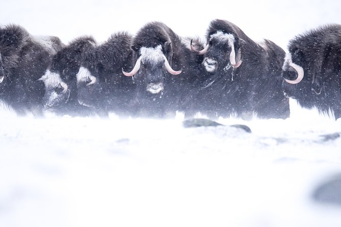 Musk Ox Safari in Dovrefjell National Park From Oppdal - Highlights