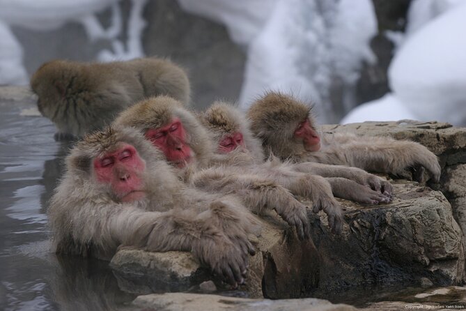 Nagano Snow Monkey 1 Day Tour With Beef Sukiyaki Lunch From Tokyo - Monkey Park and Hot Springs