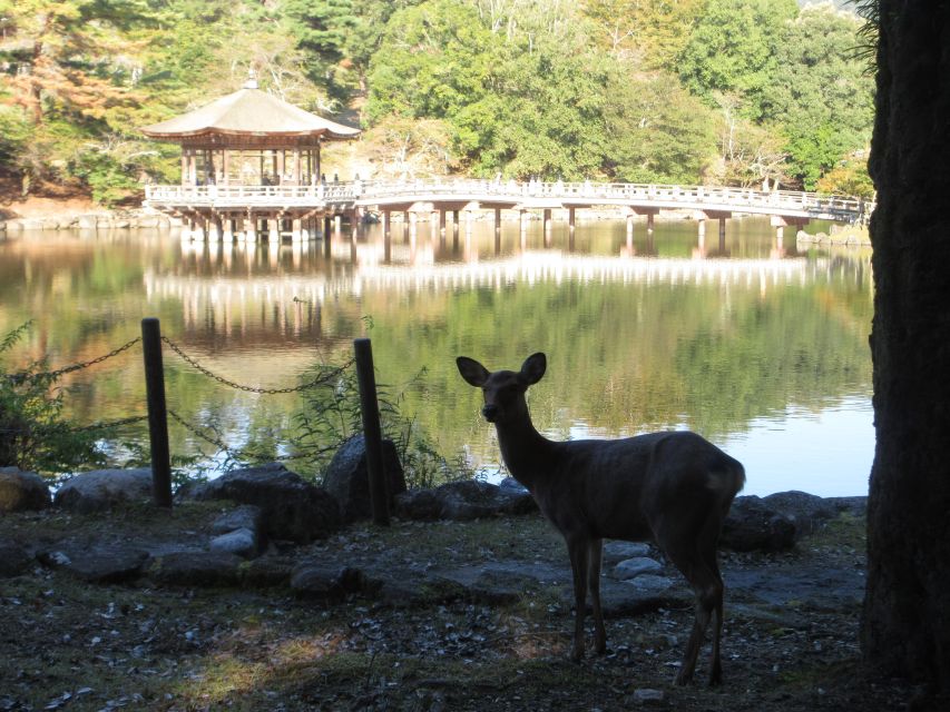 Nara: Giant Buddha, Free Deer in the Park (English Translation) - Departure From Kyoto