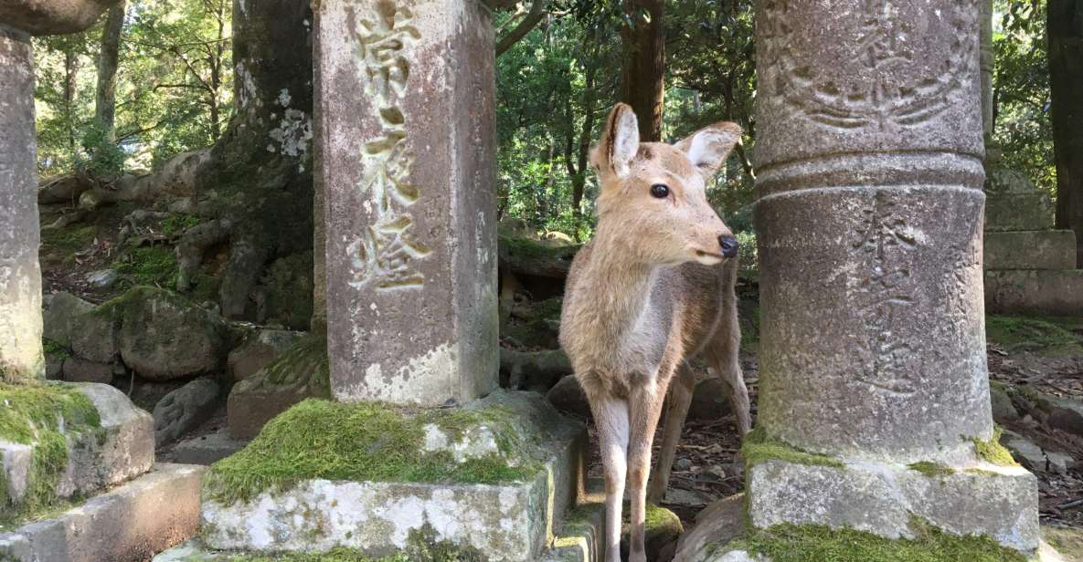 Nara: Half-Day Private Guided Tour - Pickup and Drop-off