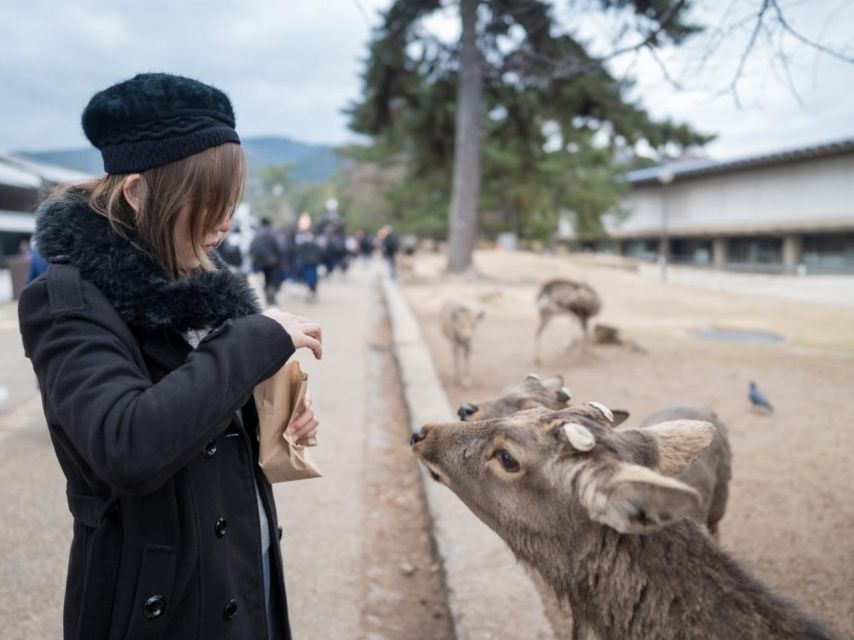 Nara's Historical Wonders: A Journey Through Time and Nature - Nara Parks Tranquil Deer