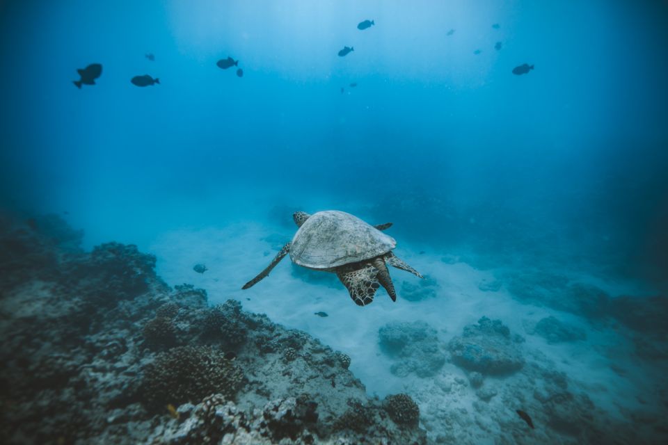 Oahu: Private Turtle Snorkeling With Customizable Itinerary - Itinerary Highlights