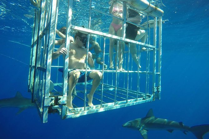 Oahu Shark Dive - Safety and Professional Crew